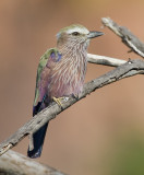 purple roller <br> Coracias naevia