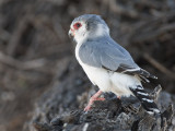 pygmy falcon <br> dwergvalk <br> Polihierax semitorquatus