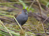 baillons crake <br> kleinst waterhoen <br> Porzana pusilla