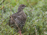 rock ptarmigan (summer plumage) <br> alpensneeuwhoen <br> Lagopus mutus