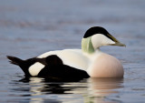 common eider <br> eider (NL) rfugl (NO) <br> Somateria mollissima