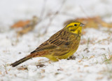 yellowhammer <br> geelgors <br> Emberiza citrinella