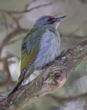 grey-faced woodpecker (m.) <br> grijskopspecht (NL) grspett (NO) <br> Picus canus