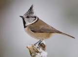 crested tit <br> kuifmees (NL) toppmeis (NO) <br> Lophophanes cristatus