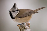 crested tit <br> kuifmees (NL) toppmeis (NO) <br> Lophophanes cristatus