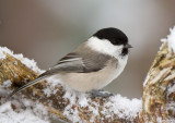 willow tit <br> matkopmees (NL) granmeis (NO) <br> Poecile montanus