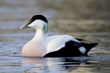 common eider <br> eider (NL) rfugl (NO) <br> Somateria mollissima