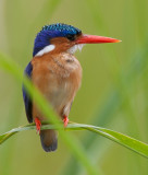 malachite kingfisher <br> Alcedo cristata