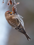 common redpoll <br> barmsijs (NL) grsisik (NO) <br> Carduelis flammea