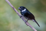 variable seedeater <br> bont dikbekje <br> Sporophila americana