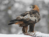 golden eagle <br> steenarend (NL) kongern (NO) <br> Aquila chrysaetos