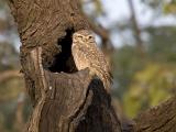 spotted owlet