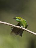 green bee-eater