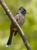 red-vented bulbul