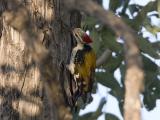 black-rumped flameback