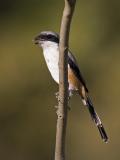 long-tailed shrike