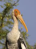 painted stork