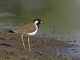 red-wattled lapwing