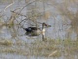 spot-billed duck