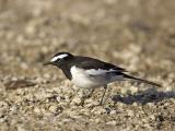 large pied wagtail