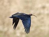 red-naped ibis <br> Pseudibis papillosa