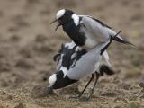 blacksmith lapwing