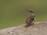 ground woodpecker