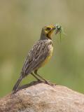 cape orangethroated longclaw