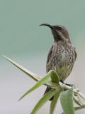 african black (amathyst) sunbird (f)
