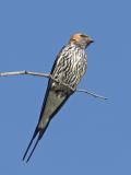 lesser striped swallow