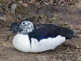comb knob-billed duck
