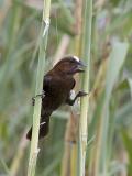 thick-billed weaver