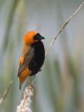 southern red bishop
