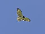 black-chested snake-eagle