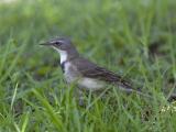 cape wagtail