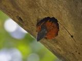 black-collared barbet