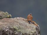 rock kestrel