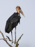 marabou stork