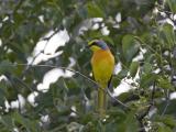 orange-breasted bush-shrike