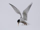 little tern