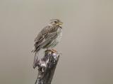 corn bunting