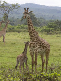 masai giraffe <br> Giraffa camelopardalis tippelskirchi