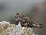 ruddy turnstone <br> steenloper <br> Arenaria interpres