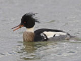 red-breasted merganser <br> middelste zaagbek <br> Mergus serrator