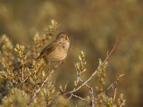 common nightingale <br> nachtgegaal <br> Luscinia megarhynchos
