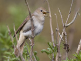 common nightingale <br> nachtegaal <br> Luscinia megarhynchos