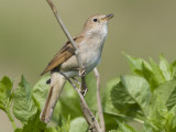 common nightingale <br> nachtegaal <br> Luscinia megarhynchos