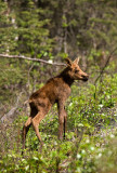 Moose Calf - 2009