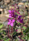 Fire Weed