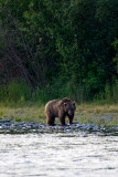 Brown Bear